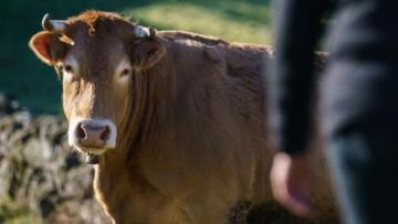 Adolescente ferida após ser atingida por uma vaca no Gerês