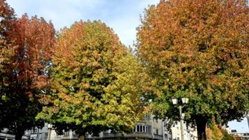 Braga quer realizar um inventário de todo o arvoredo urbano