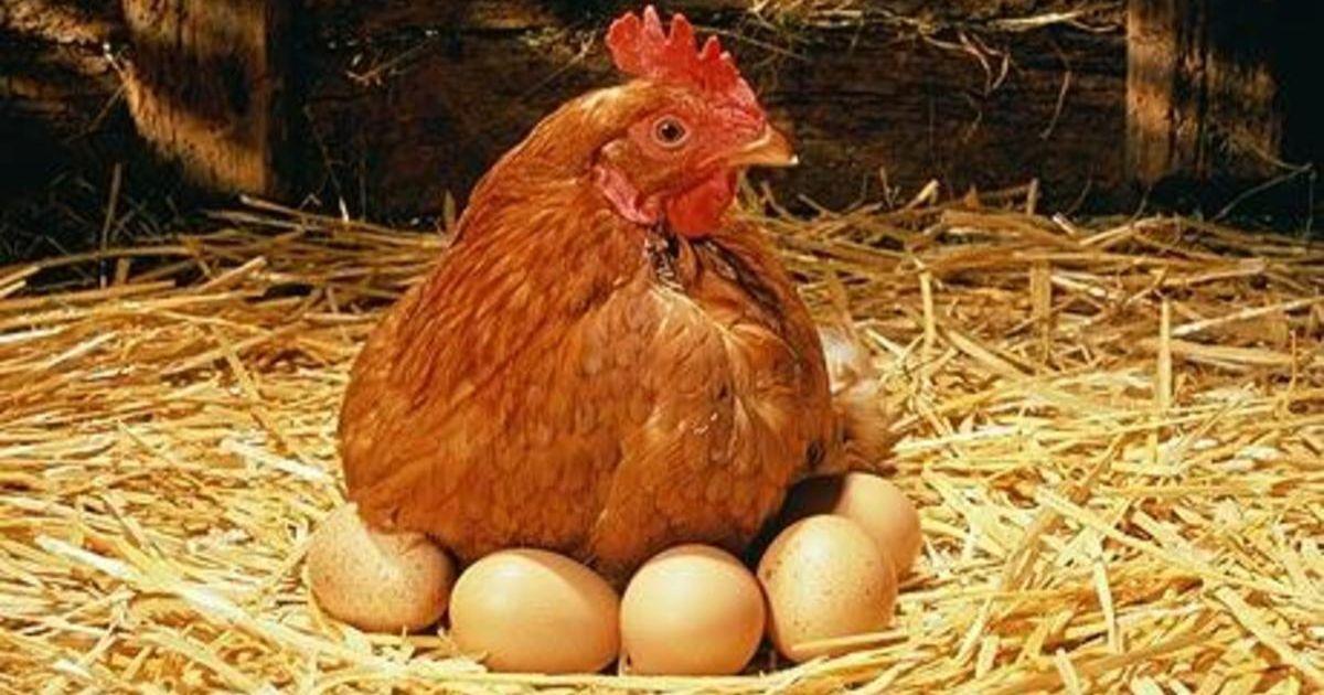 Surgiu primeiro o ovo ou a galinha? Novo estudo diz ter uma resposta