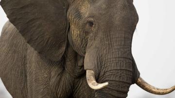 Intervenções multifacetadas podem ajudar combate ao tráfico de animais e plantas