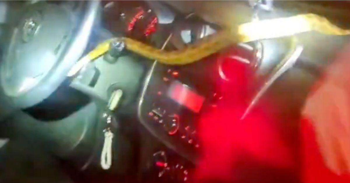 Condutora surpreendida por cobra no interior do carro em Madrid