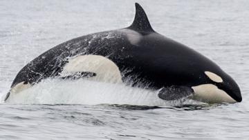 Alerta para ataques de orcas ao largo da costa portuguesa