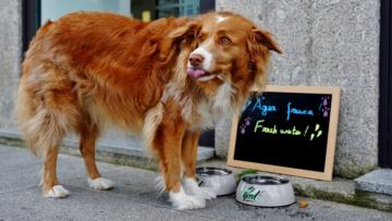 Braga quer ampliar programa de controlo de população de gatos a cães errantes