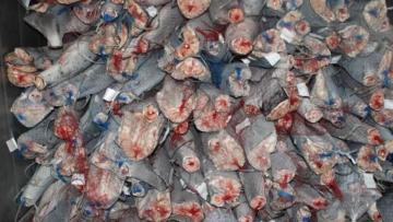 Cooperativa de Viana do Castelo acusa GNR de denegrir pesca em comunicado de apreensão