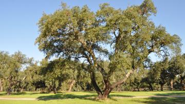 Governo autoriza abate de sobreiros para acabar polo industrial em Ponte de Lima