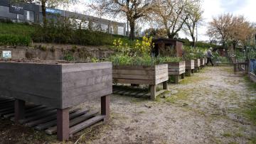 Hortas Urbanas de Famalicão cultivam saúde e inclusão