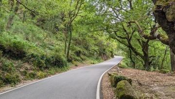 Organização promete atravessar Mata da Albergaria com “máximo respeito”