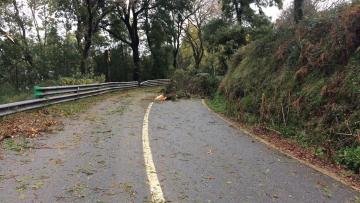 Mau Tempo provocou queda de 27 árvores em Braga