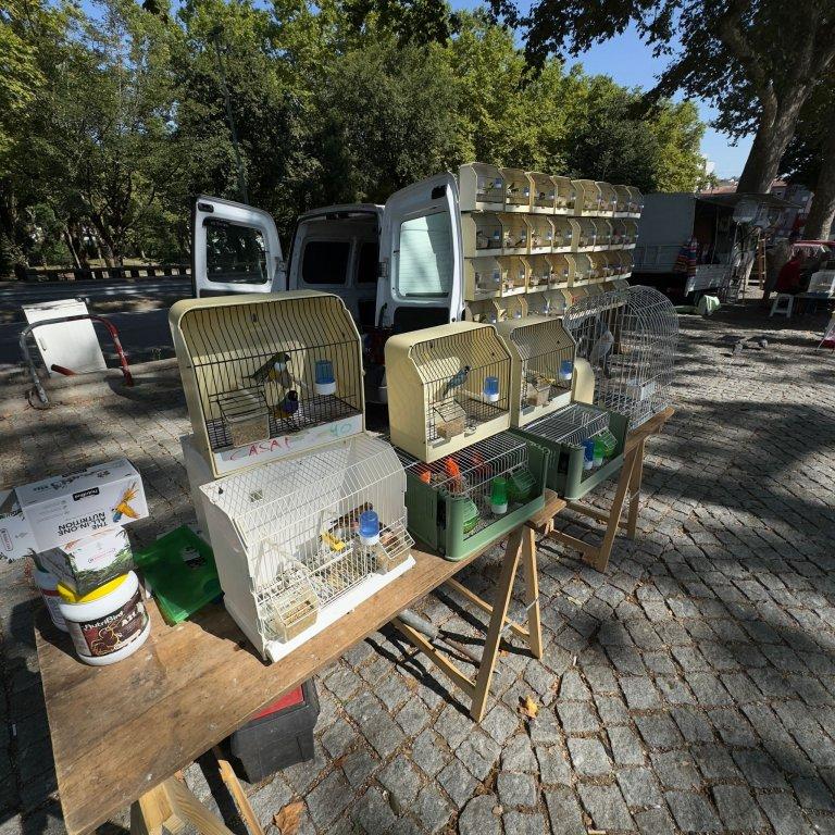 Suspensa venda de aves na Feira dos Passarinhos devido ao risco de Gripe Aviária