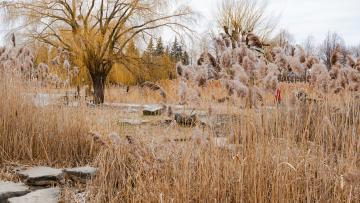 Planta invasora cortante e alergénica prolifera em Portugal