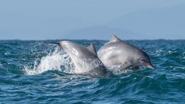 Quatro das 33 novas Áreas de Importância para Mamíferos Marinhos abrangem Portugal