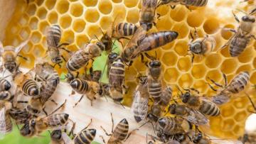 Centro Ciência Viva de Braga destaca papel das abelhas para a biodiversidade e produção alimentar