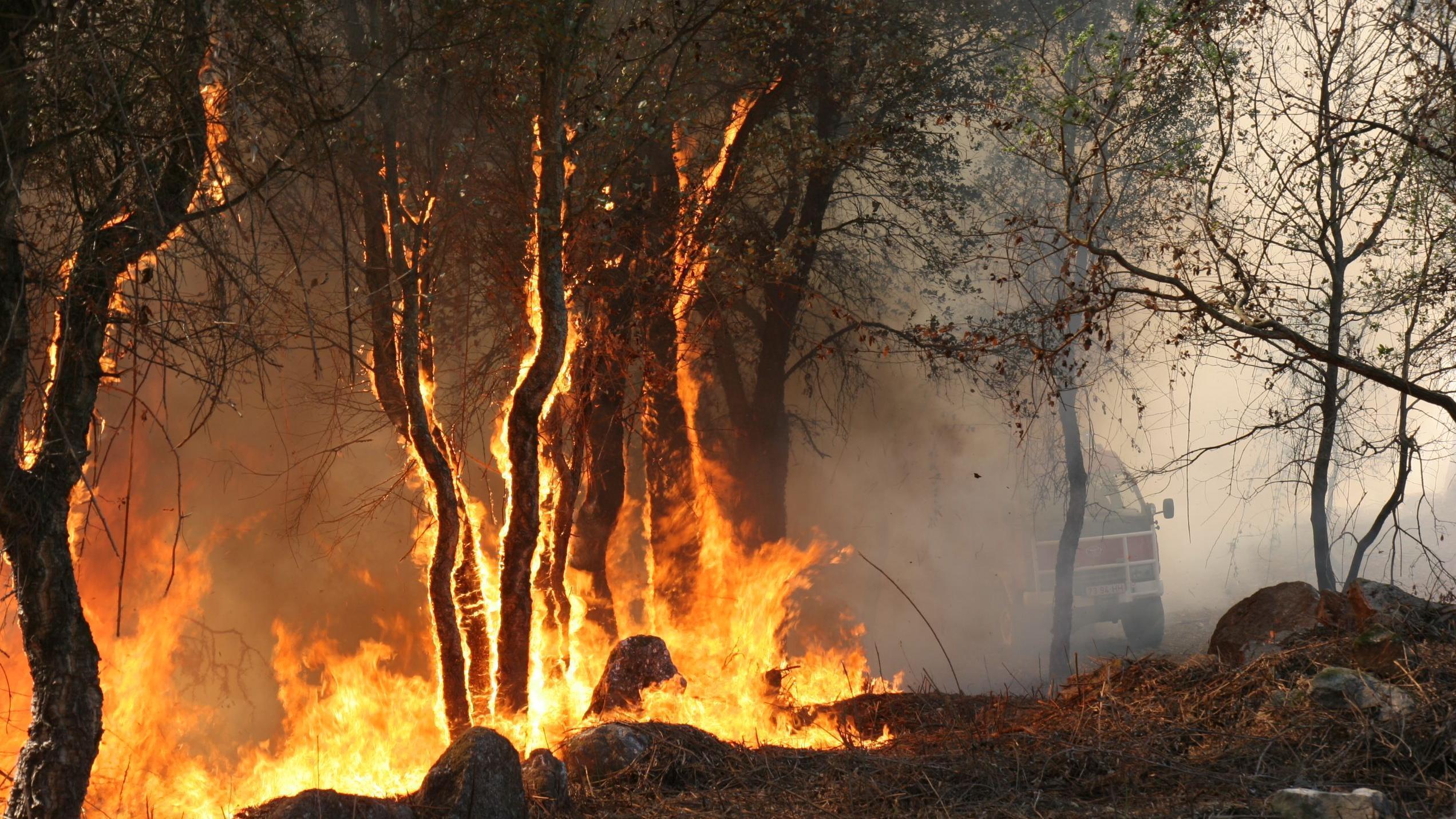 Vários concelhos de todos os distritos do continente estão em perigo elevado de incêndio