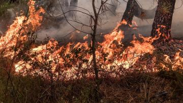 Braga e Viana do Castelo em risco máximo de incêndio este domingo