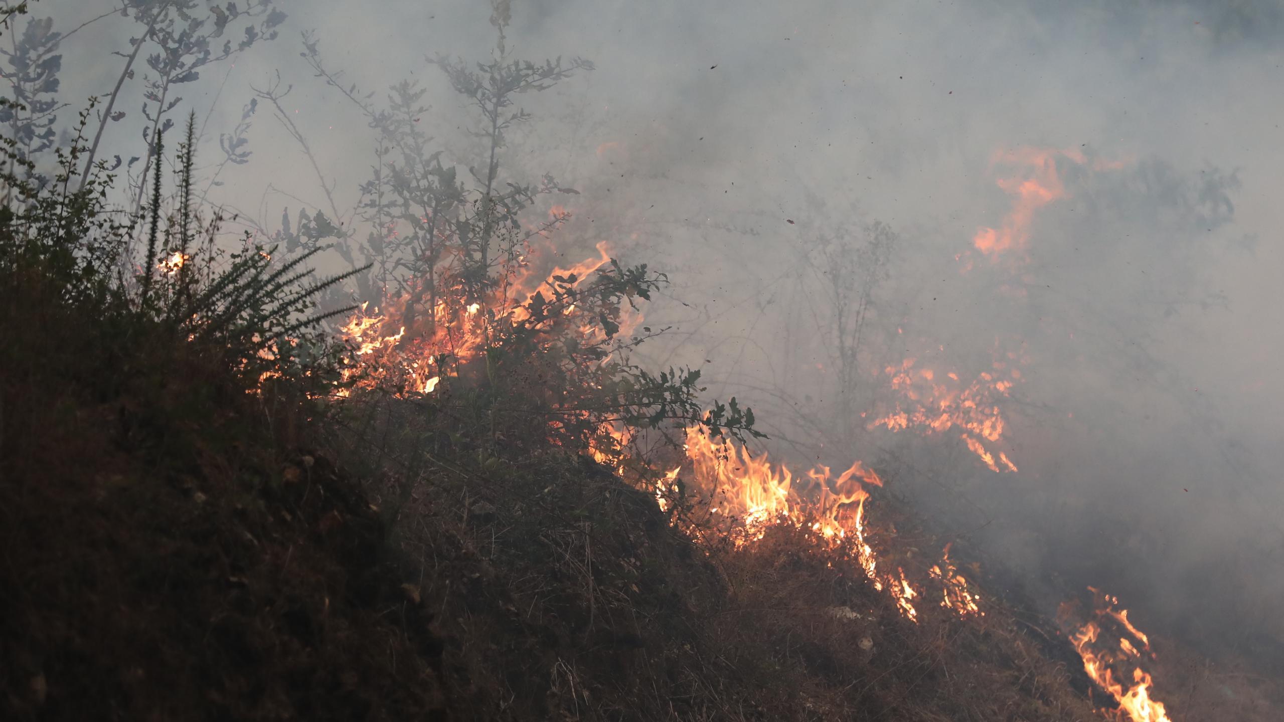 Detido suspeito de atear cinco fogos em zonas floretais de Viana do Castelo
