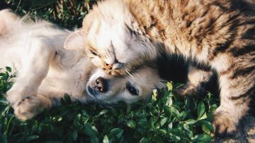 IRA critica falta de apoios aos animais no Orçamento do Estado 2025