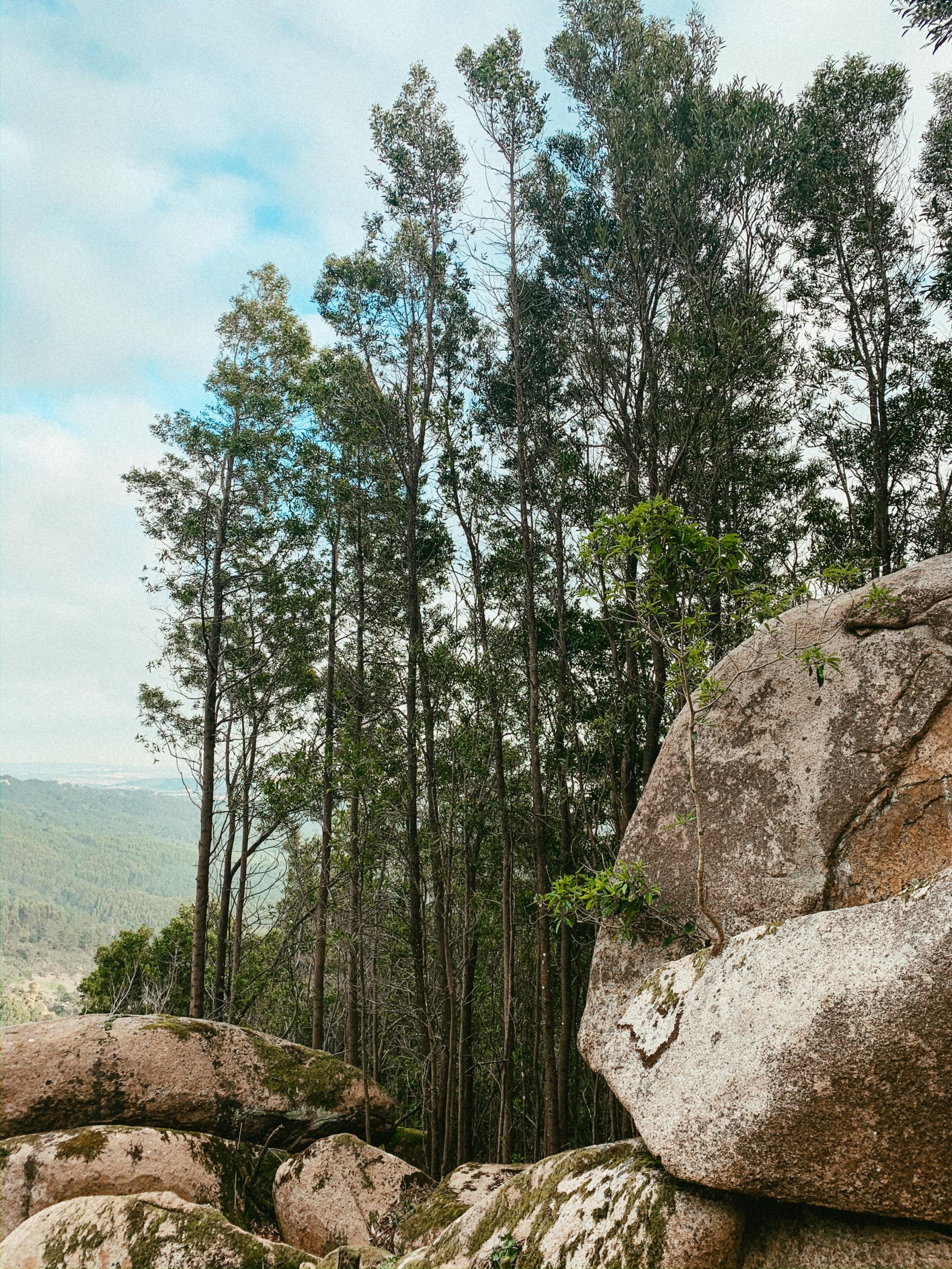 Cidadãos convocam para domingo protestos em sete concelhos "pela floresta do futuro"