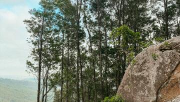 Cidadãos convocam para domingo protestos em sete concelhos "pela floresta do futuro"