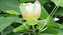 Interesse público para tulipeiro do jardim da Casa da Cultura de Vieira do Minho