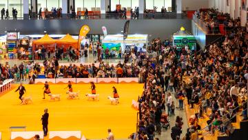 Expo Animal regressa este sábado ao Forum Braga com promessa de espetáculos enternecedores