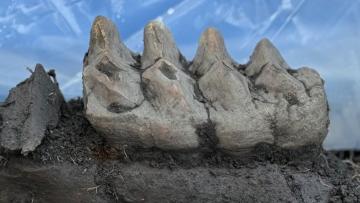 Mandíbula de mastodonte encontrada num quintal no Estado de Nova Iorque