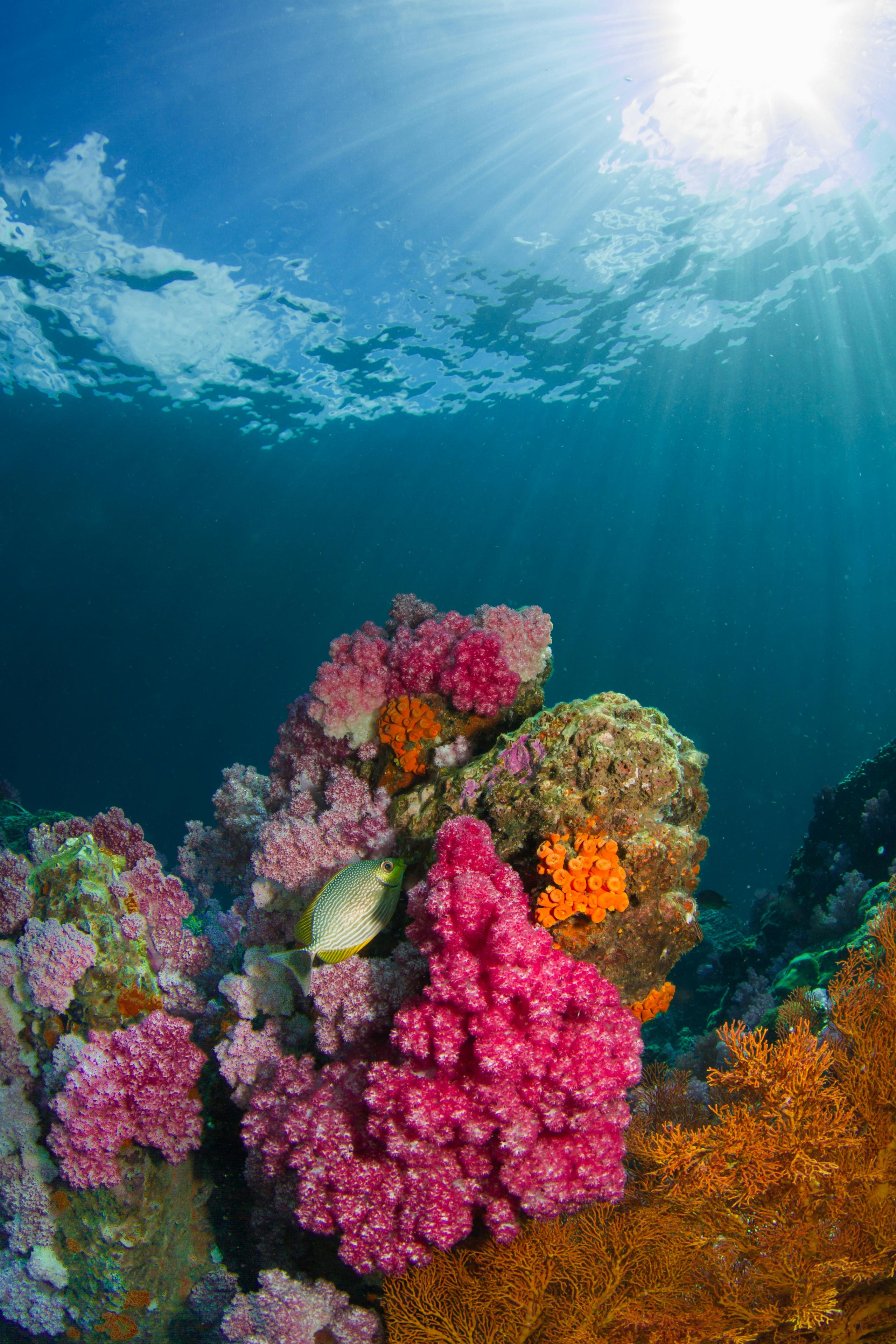 Mundo está a passar por outro episódio em massa de branqueamento de corais