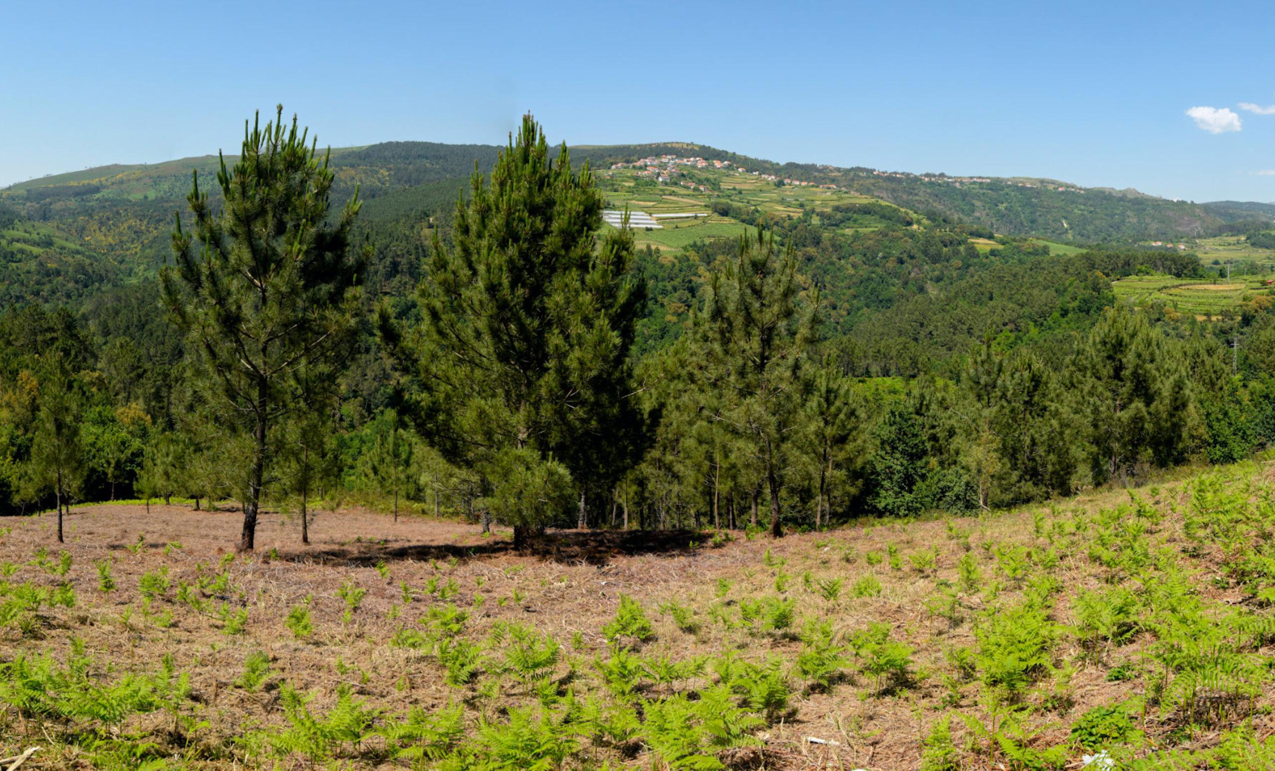 Braga entre os 15 concelhos que se manifestam por uma floresta com futuro
