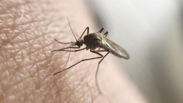 Mosquito-tigre que pode transmitir dengue e zika detetado em Braga e Amares
