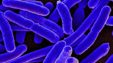 Surto de ‘legionella’ em Caminha está restrito