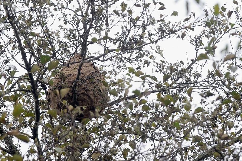 Sapadores destruíram 1.156 ninhos de vespa asiática em 2023 em Braga