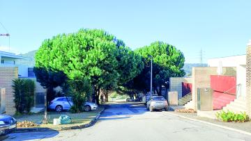 Pinheiros a crescer sem tino