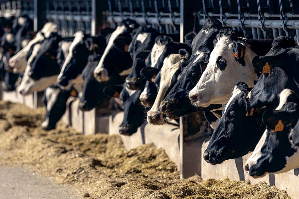 Líder da Agros quer medidas para produtores de leite serem mais competitivos