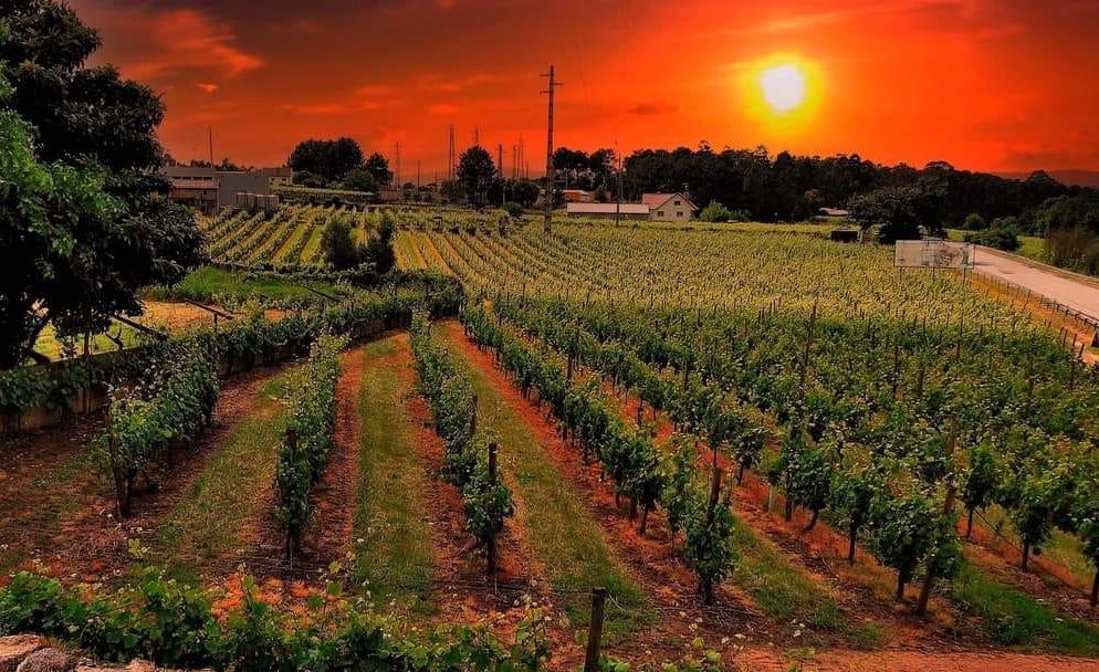 Quinta das Pereirinhas associa ofertas de enoturismo a cabazes de Natal com sabores de Monção