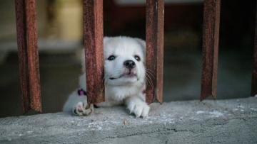 IVA a 23% para serviços veterinários potencia abandono de animais