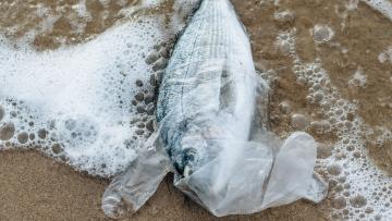 Um milhão de toneladas de aditivos plásticos acabam no mar todos os anos – Relatório