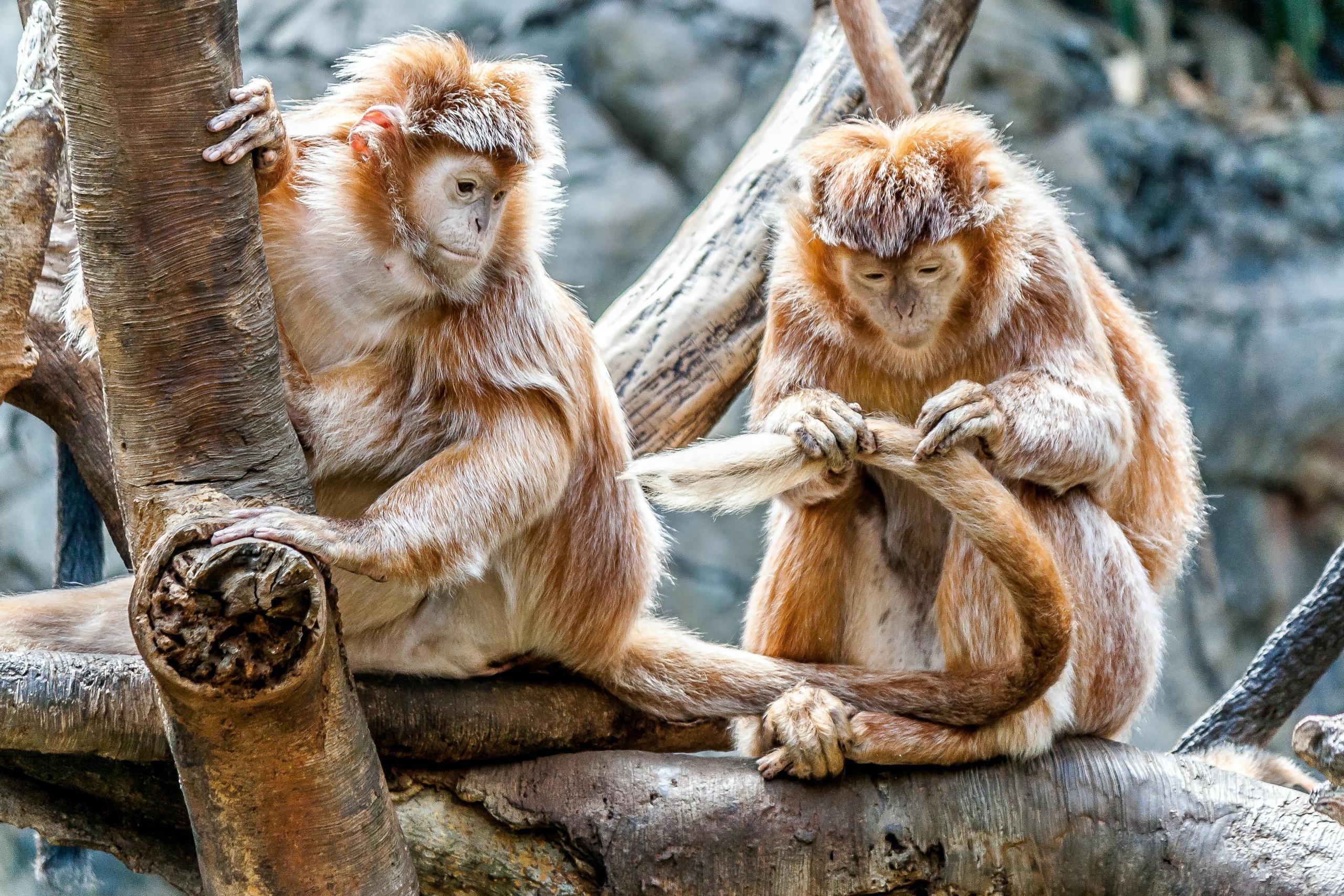 Macacos não esquecem os amigos mesmo passados 25 anos