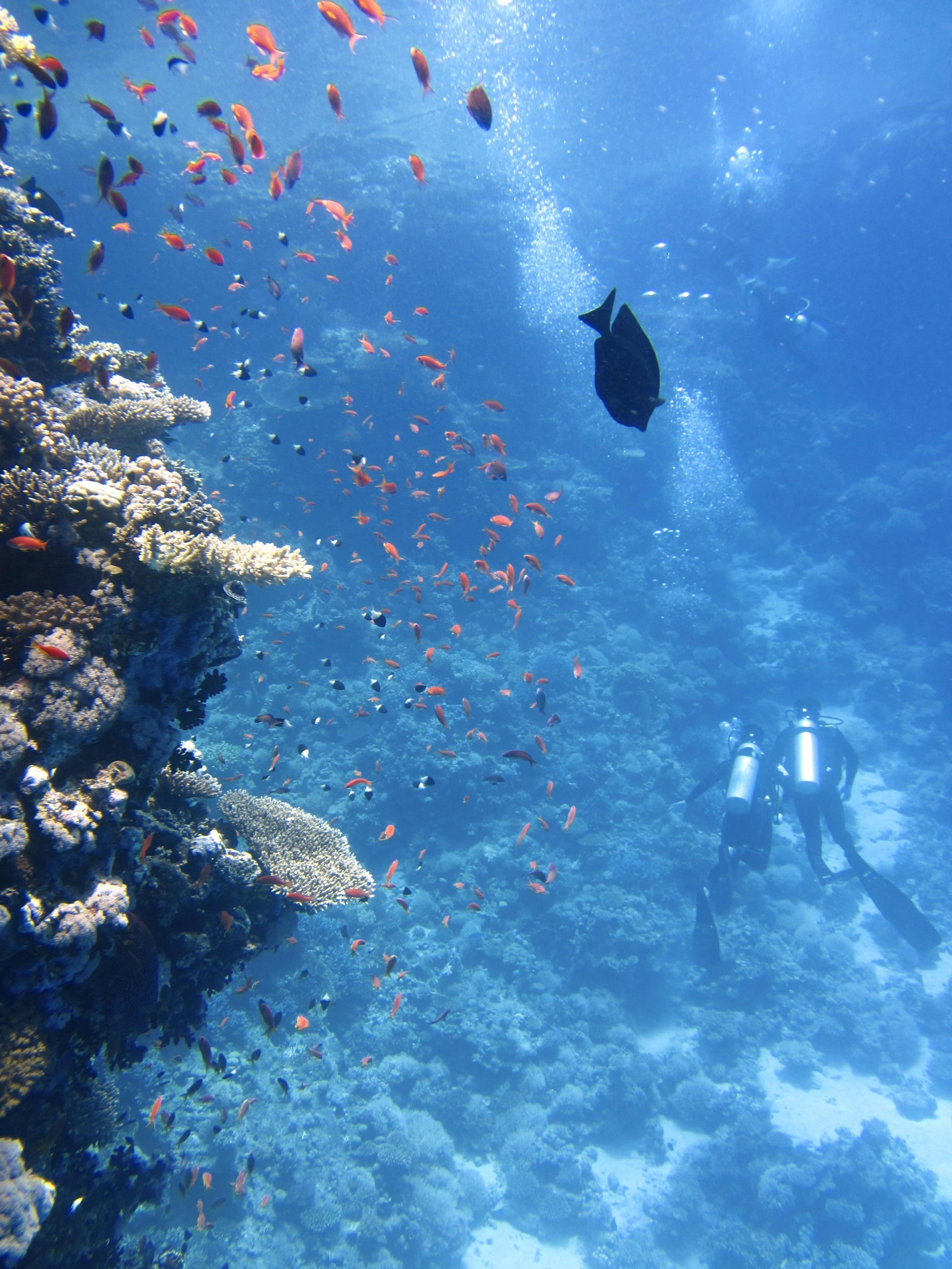 Mundo não está a fazer o suficiente para proteger os recifes de corais, afirma ONU