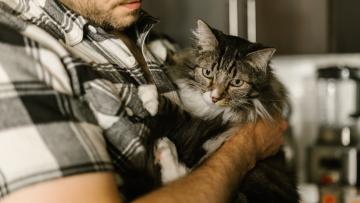 Faltas ao trabalho por morte ou assistência a animal de companhia discutidas em especialidade na AR
