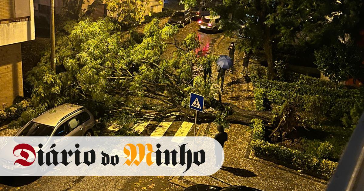 Tempestade causa inúmeras quedas de árvores e falhas de energia em ...