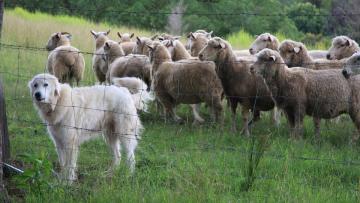 Cães de proteção de gado reduziram em 95% prejuízos causados por ataques de lobo em 12 anos