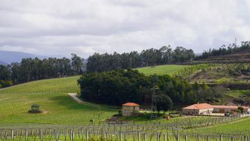 Nova experiência divulga património e enoturismo de Guimarães