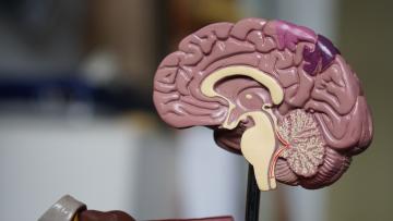Cientistas criam ‘atlas’ de células cerebrais que permite desenvolver tratamentos e curas