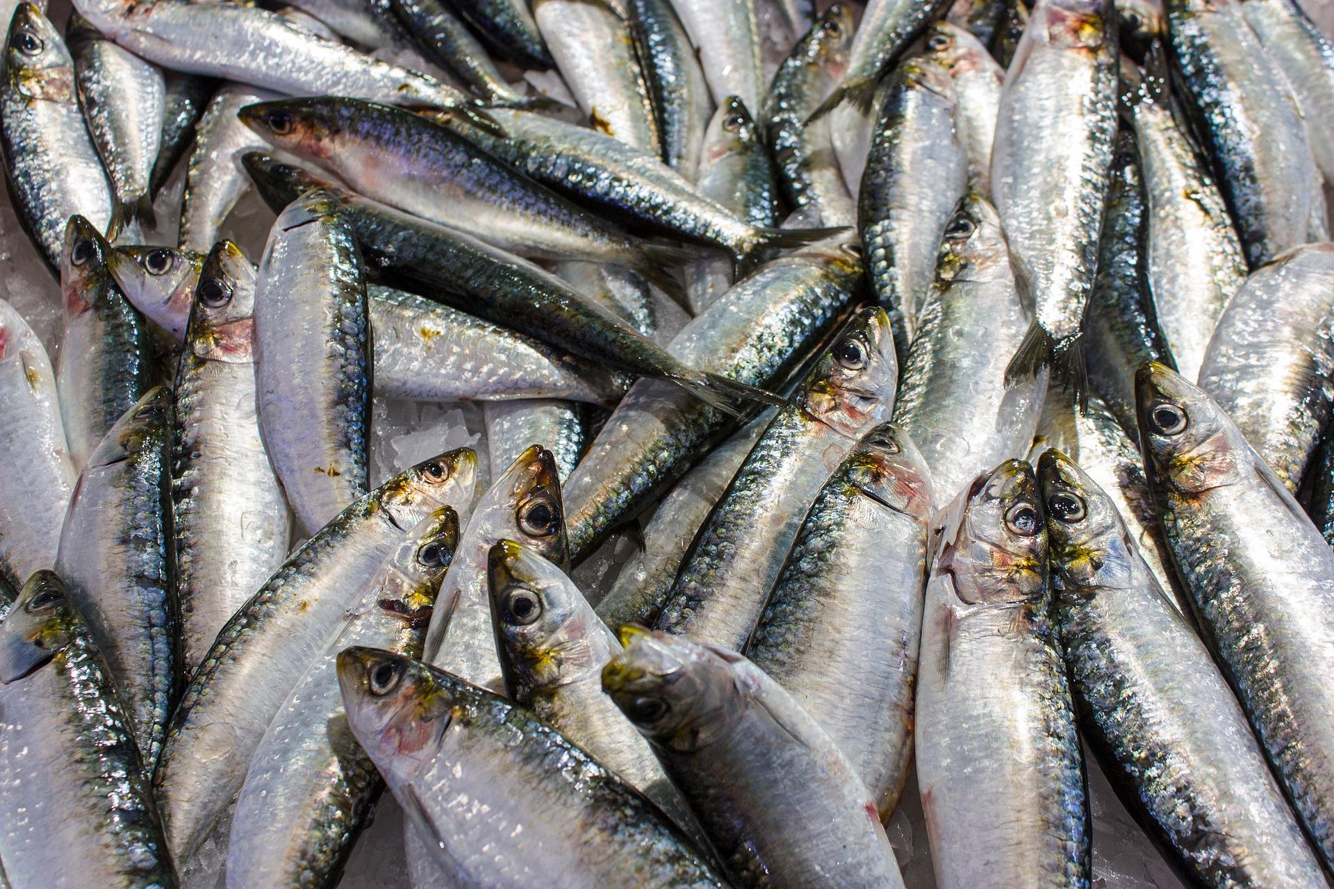 Pesca da sardinha fecha 4.ª-feira e reabre em 2026