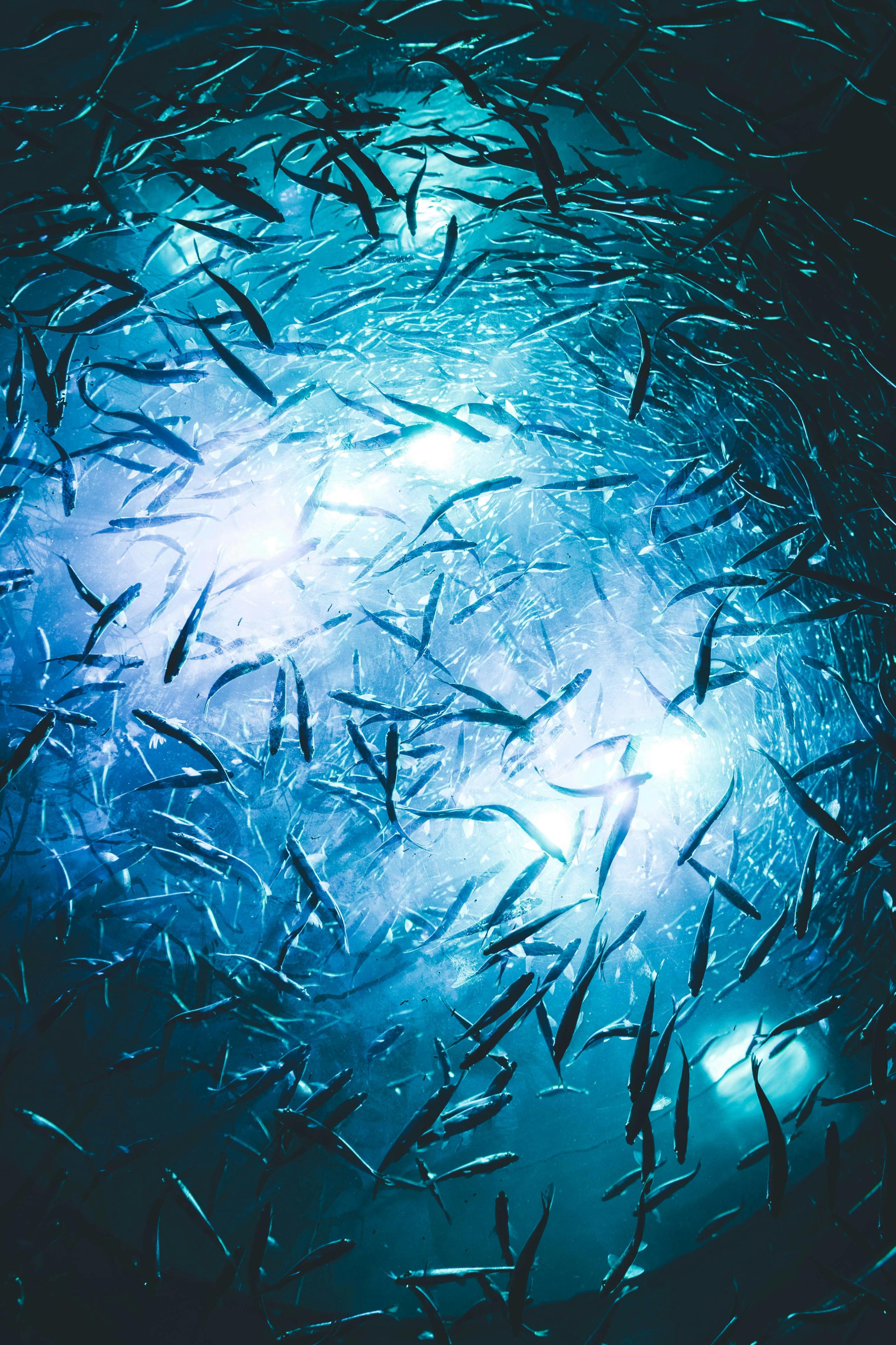 Colapso dos peixes migratórios ameaça alimentação de milhões de pessoas