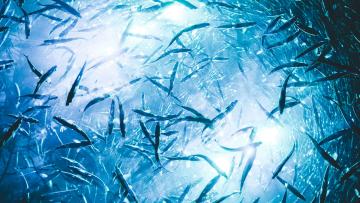 Colapso dos peixes migratórios ameaça alimentação de milhões de pessoas