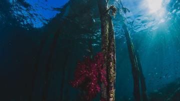 Peritos de 20 países iniciam debate de estratégias para a literacia do Oceano