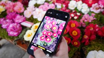 Beleza intemporal das camélias mostra-se no Convento de Santa Clara, em Guimarães