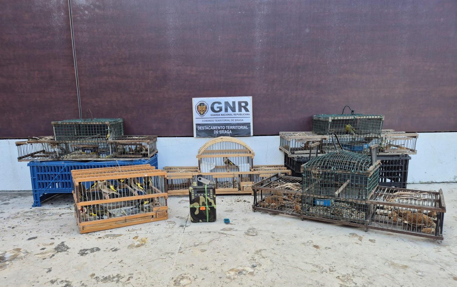 Homem detido em Gualtar por captura ilegal de aves