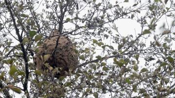 Município de Cabeceiras de Basto destruiu 345 ninhos de vespa asiática em 2024