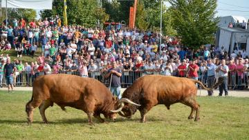 Feira da Ladra de Vieira do Minho anuncia atrações da grande festa